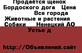 Продаётся щенок Бордоского дога › Цена ­ 37 000 - Все города Животные и растения » Собаки   . Ненецкий АО,Устье д.